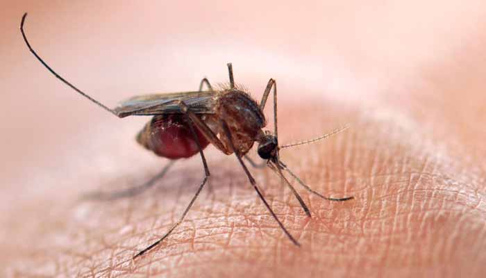 Опасные болезни, переносимые комарами