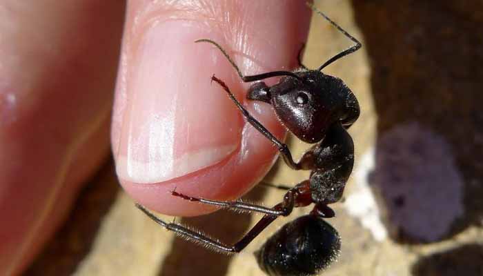 Что делать, если укусил муравей